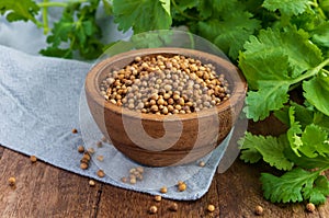 Close up dry coriander or cilantro seeds spice in wooden bowl with coriander leaf or leaves on wood background