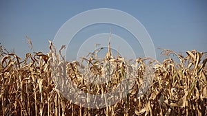 Close-up of dry corn field on background of blue sky.