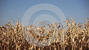 Close-up of dry corn field on background of blue sky.