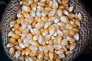 Close up dry corn kernels in hemp sacks