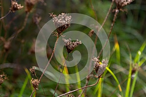 Close up dry Daucus carota or Wild carrot plant