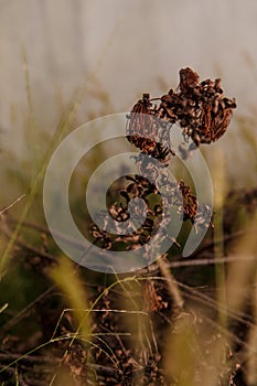 Close up of dry and dehydrated wild flower and flower in domestic garden