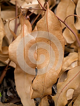 Close up dry Eucalyptus leaf