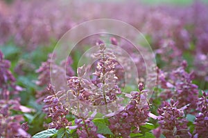 Close up dry flower in filed