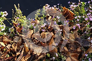 Close up of dry golden brown fallen leaves on a ground amoung blooming small lilac or purple flowers. Sunny autumn day