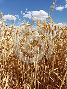 Close up on dry grain wheat standing in a farmers field