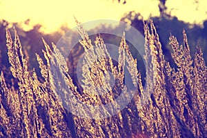 Close-up dry grass field over setting sun background