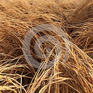 Close up of dry grass texture background, selective focus, shallow DOF