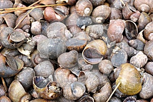 Dry group shell on the ground