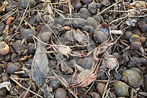 Dry group shell on the ground