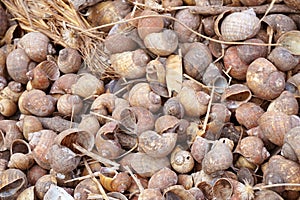 Dry group shell on the ground