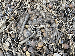 Dry group shell on the ground