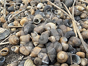 Dry group shell on the ground