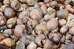 Dry group shell on the ground