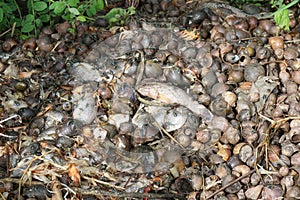 Dry group shell on the ground
