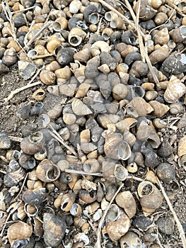 Dry group shell on the ground