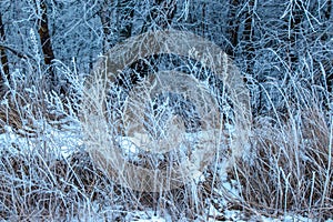 Close-up of dry herbs covered with frost. Plants in the snow on a frosty day with natural sunlight.