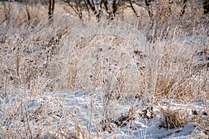 Close-up of dry herbs covered with frost. Plants in the snow on a frosty day with natural sunlight.