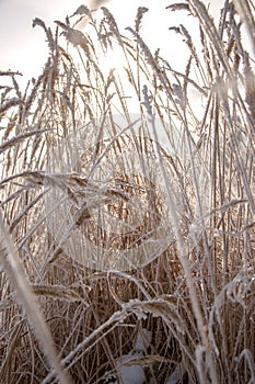 Close-up of dry herbs covered with frost. Plants in the snow on a frosty day with natural sunlight.