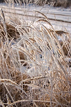 Close-up of dry herbs covered with frost. Plants in the snow on a frosty day with natural sunlight.