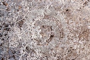 Close-up of dry herbs covered with frost. Plants in the snow on a frosty day with natural sunlight.