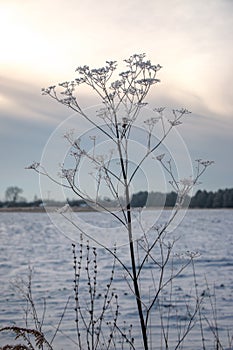 Close-up of dry herbs covered with frost. Plants in the snow on a frosty day with natural sunlight.