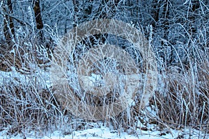 Close-up of dry herbs covered with frost. Plants in the snow on a frosty day with natural sunlight