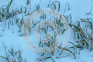 Close-up of dry herbs covered with frost. Plants in the snow on a frosty day with natural sunlight