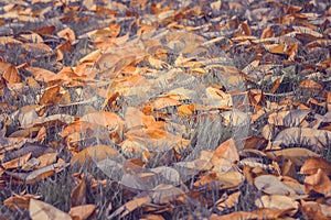 Close up dry leaf and brown hay on green grass in summer seasonal.