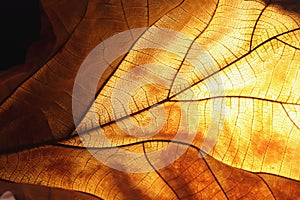 Close-up dry leaf texture background