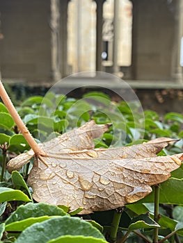 close-up of a dry leaf wet by morning dew inside a castle, on a blanket of green flowers