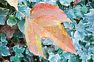 close up of a dry maple orange leaf in front of green leaves of an ivy in a scene of a fall day. The leaf has fallen on other