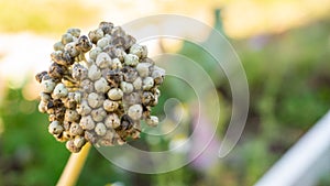 Close-up of dry, moulding onion seed pods, ready to fall off at the end of summer near autumn. Onion flower plant is sterile,