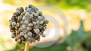 Close-up of dry, moulding onion seed pods, ready to fall off at the end of summer near autumn. Onion flower plant is sterile,