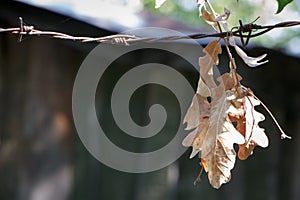 Close-up of dry oak leaves hanging on a barbed wire fence, selective focus