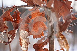 Close-up of dry oak leaves on tree during winter