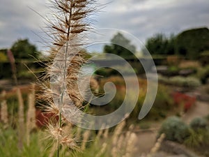 Close up on a dry part of a plant