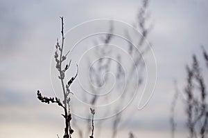 close-up of dry plant against sky