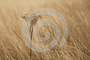 close-up of dry plant in a dry grass meadow