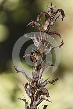 close up of a dry plant with webs