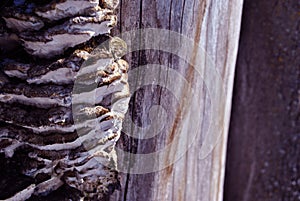 Close-up dry rotten mushrooms with fluted wavy brown, gray, green head texture on old tree stump bark, background