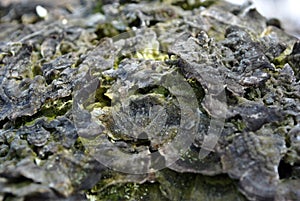 Close-up dry rotten mushrooms with fluted wavy brown, gray, green head texture on old tree stump bark, wavy background texture