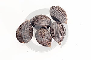 Closeup of Dry seed of fox tail palm on white background