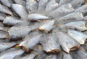 close up dry sepat siam fish - raw food thailand style