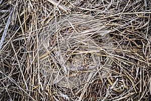Close-up of dry straw texture background. Packed Gray hay
