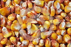 Dry corn grain