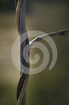 Close-up of dry vine tendril on metal wire with green leaves on the blurred background