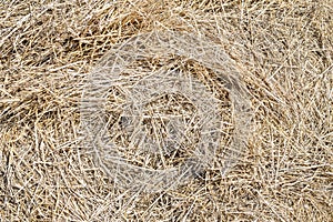 Close-up dry yellow hay texture. Natural straw background. Summer rural backdrop. Copyspace