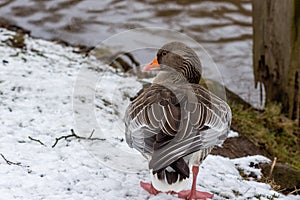 Close-up of a duck on the banks of the Glan river in Meisenheim