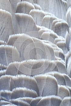 Close up of duck feathers